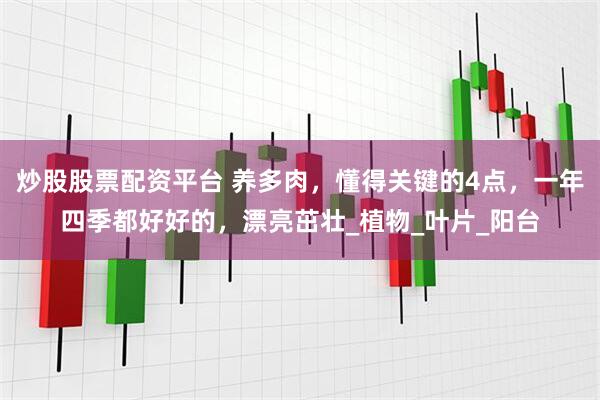 炒股股票配资平台 养多肉，懂得关键的4点，一年四季都好好的，漂亮茁壮_植物_叶片_阳台